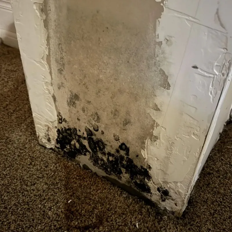 Professional Mold Removal in Dawson County, GA